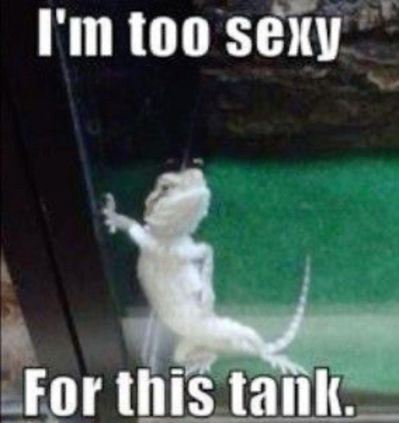 The 24 Funniest Lizard Memes All Reptile Lovers Will Appreciate