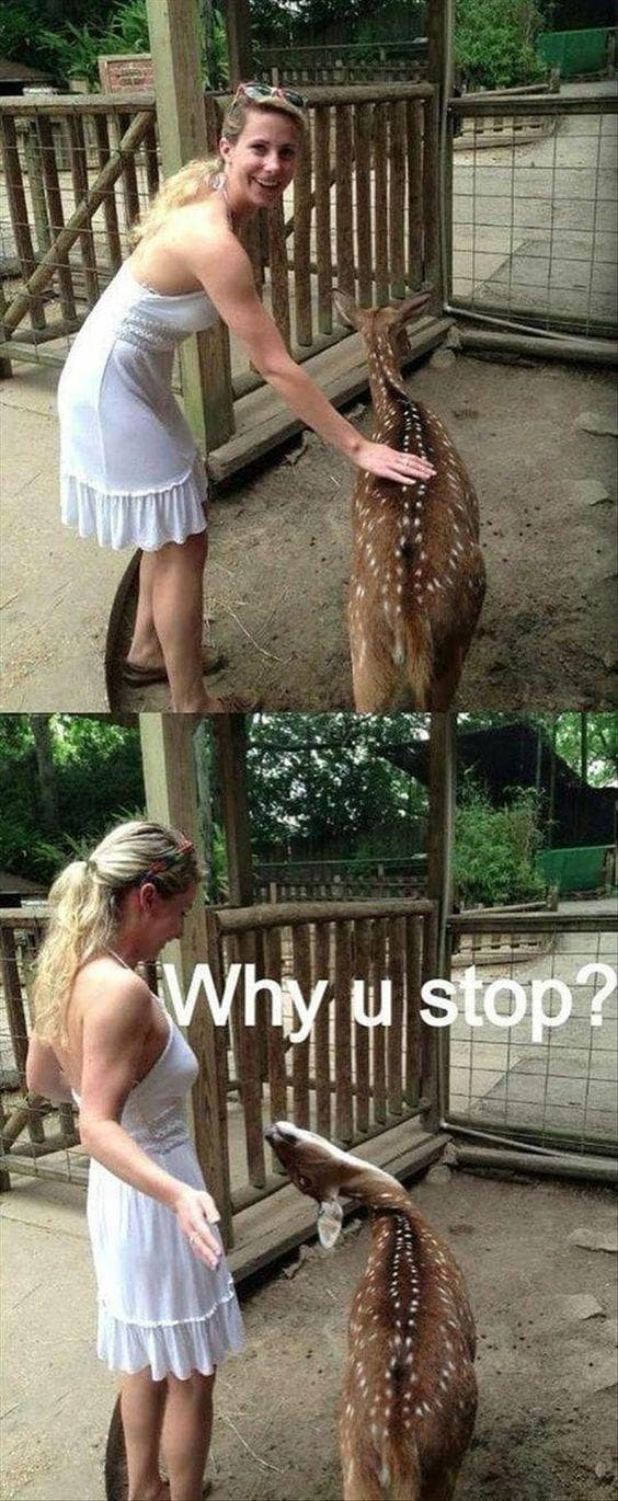 The 28 Funniest Deer Memes, Ranked