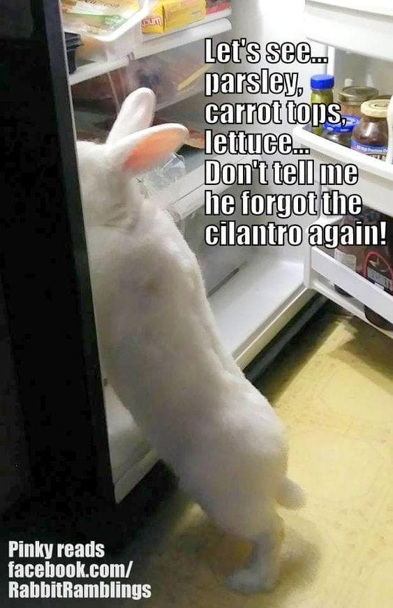 The 29 Funniest Rabbit Memes, Ranked