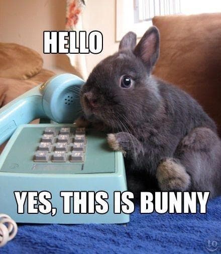 The 29 Funniest Rabbit Memes, Ranked