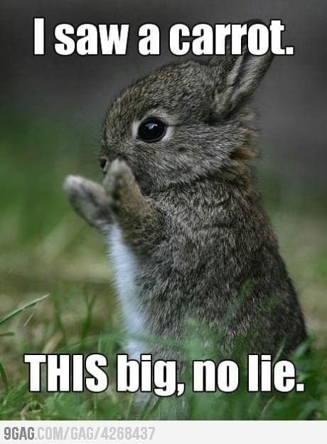 The 29 Funniest Rabbit Memes, Ranked