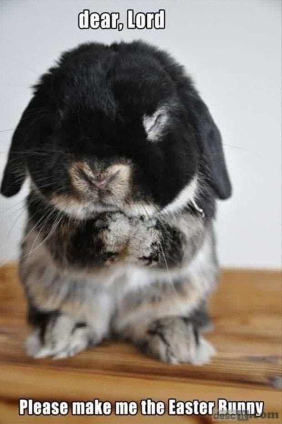 The 29 Funniest Rabbit Memes, Ranked