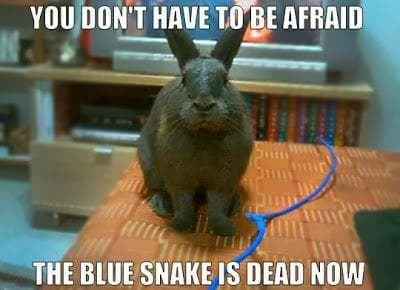 The 29 Funniest Rabbit Memes, Ranked