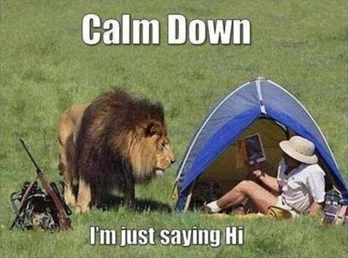 The 28 Funniest Lion Memes That Have People Roaring