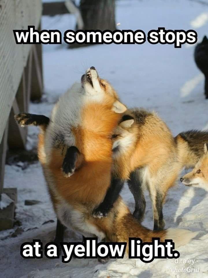 The 26 Funniest Fox Memes, Ranked