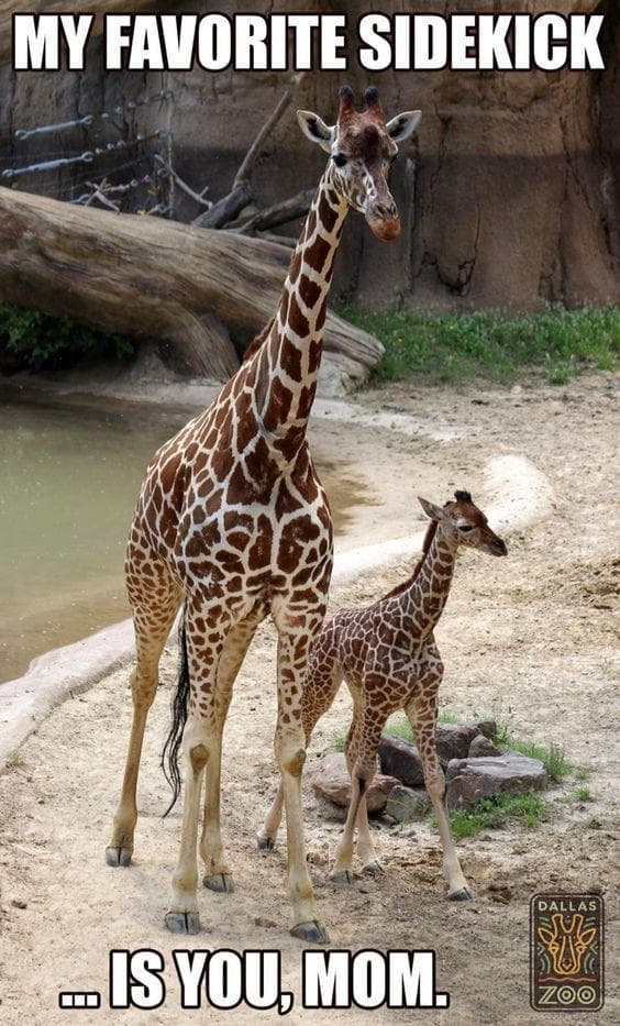 the-28-funniest-giraffe-memes-ranked