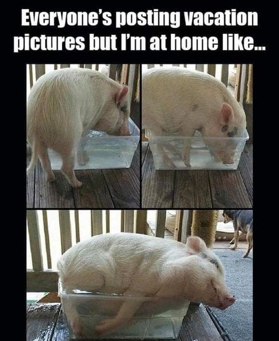 The 27 Funniest Pig Memes, Ranked