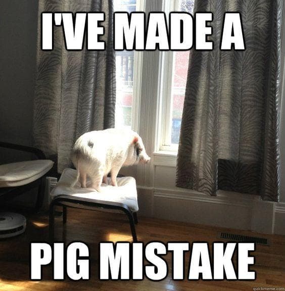 The 27 Funniest Pig Memes, Ranked