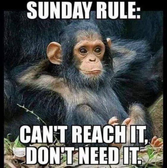 The 29 Funniest Monkey Memes, Ranked