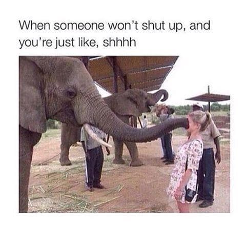 the-28-funniest-elephant-memes-ranked