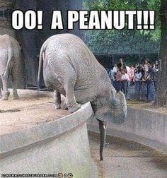 The 28 Funniest Elephant Memes, Ranked