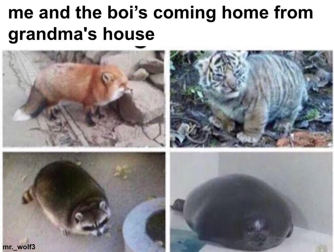 The 30 Funniest Tiger Memes, Ranked