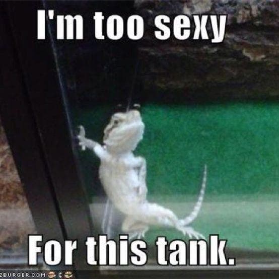 The 28 Funniest Gecko Memes, Ranked
