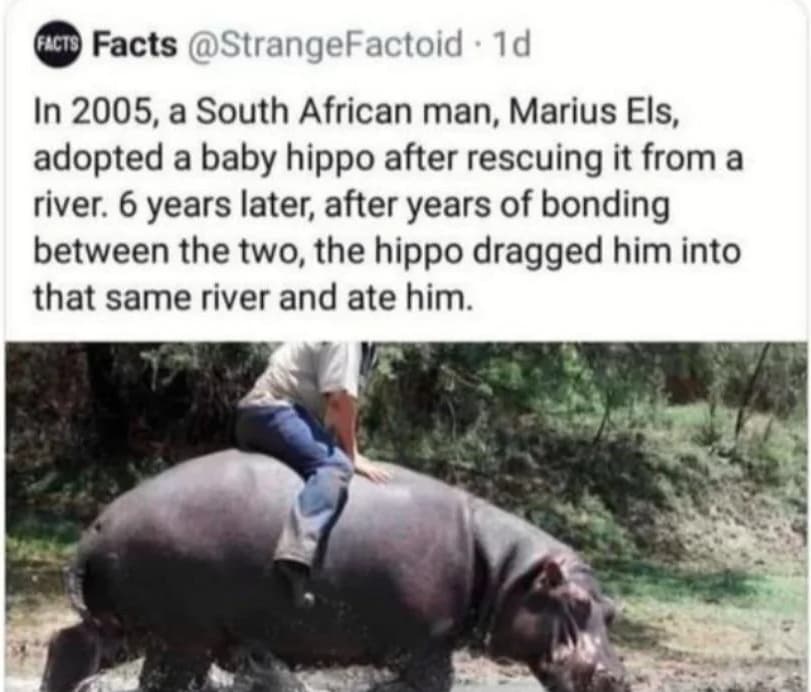 Hippos Are Ruthless
