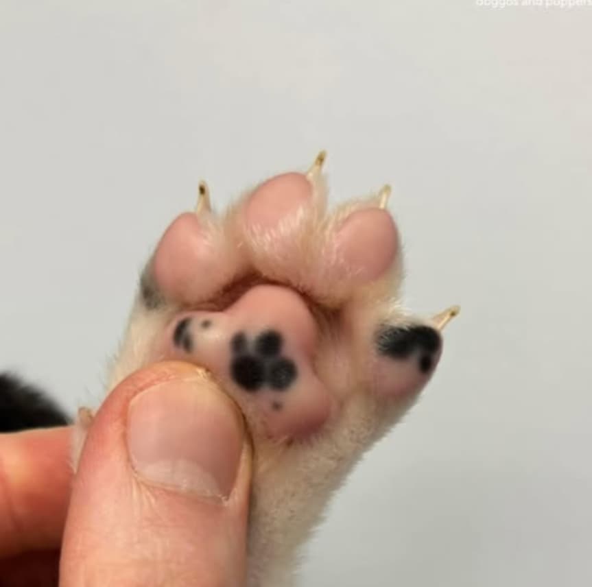 Wholesome Posts We Found This Week That Made Us Feel Warm And Fuzzy