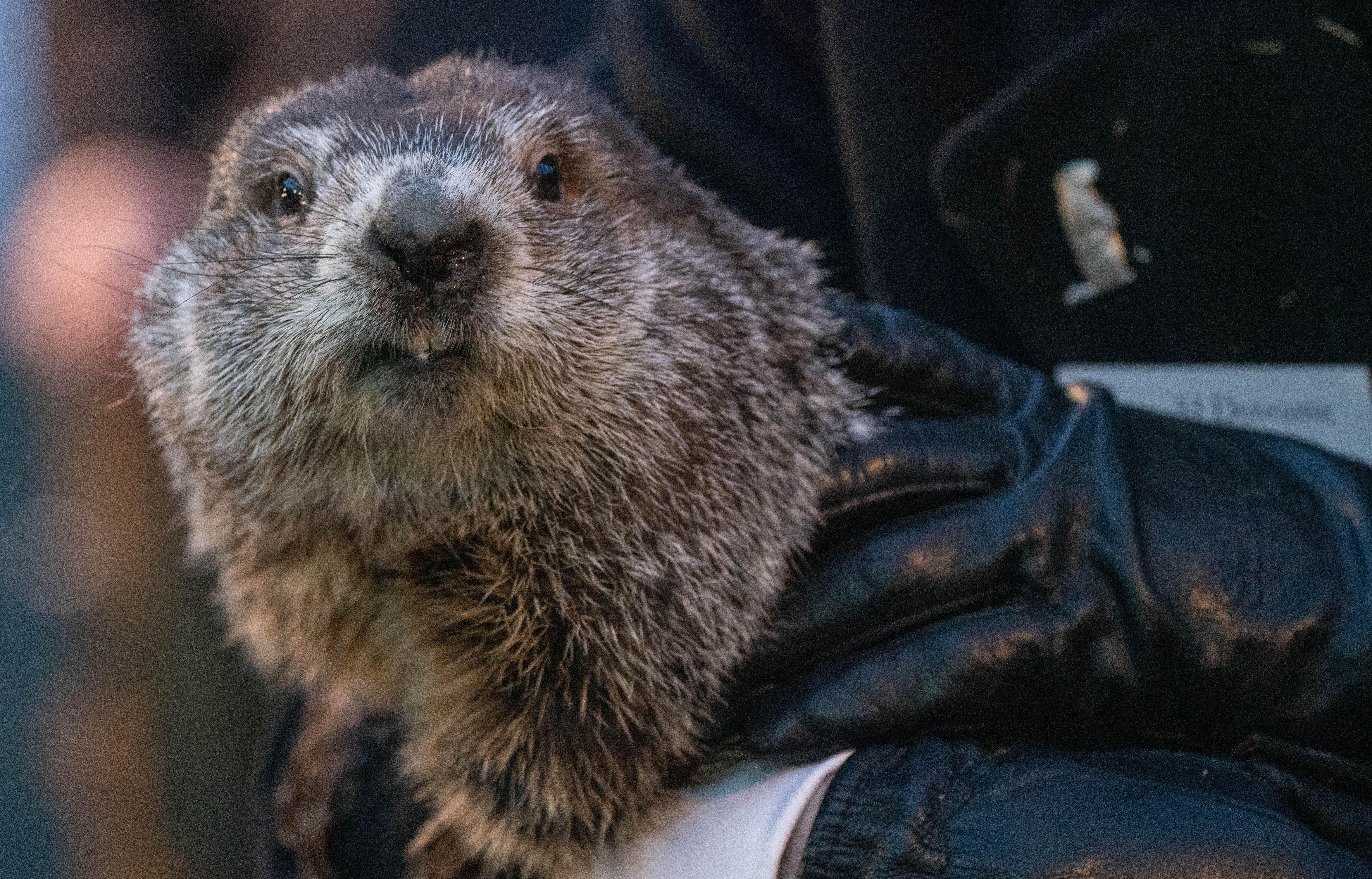 The First Recorded Groundhog Day Took Place During The Mid-19th Century