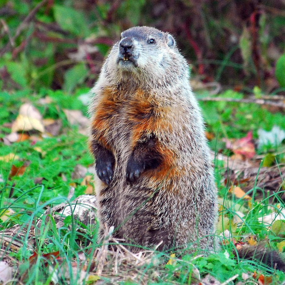 There Have Been More Than A Dozen 'Punxsutawney Phil' Groundhogs Over The Years