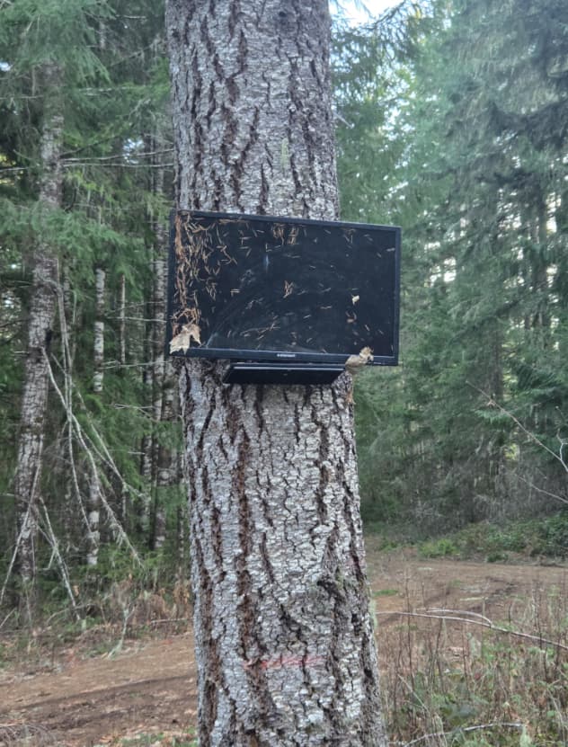 TV Mounted On A Tree In The Woods