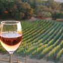 Paradise Ridge Winery on Random Best Wineries in Sonoma Valley