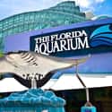 Florida Aquarium on Random Best Aquariums in the US