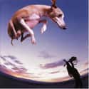 Flying Dog on Random Best Paul Gilbert Albums