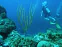 France on Random Best Countries for Scuba Diving