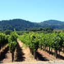 Unti Vineyards on Random Best Wineries in Sonoma Valley
