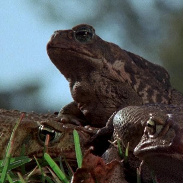 Unpatriotic Amphibians - 'Frogs'