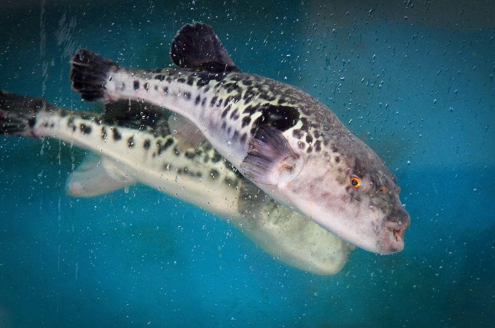 List of Aphrodisiacs That Actually Work (And Some That Don't)