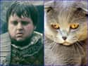 Samwell Tarly on Random Cats Who Look Like GoT Characters