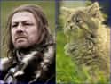 Eddard Stark on Random Cats Who Look Like GoT Characters