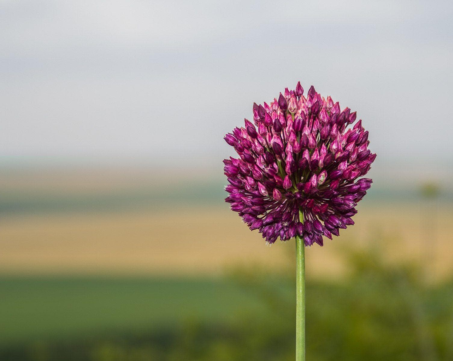 Garlic Flowers Are Straight Out Of Dr. Seuss