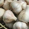 Garlic on Random Healthiest Superfoods