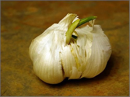 Garlic on Random Best Things to Put in Ramen