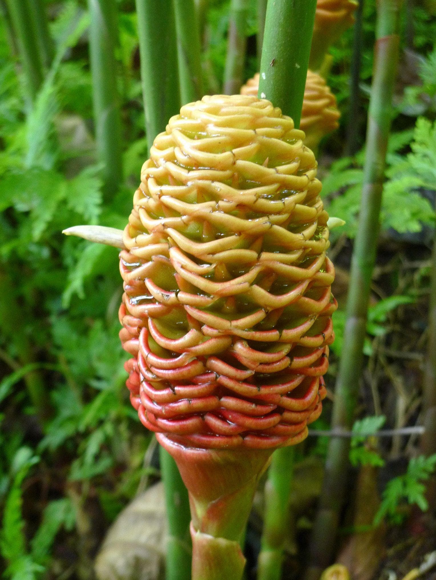 Ginger Is Made From The Roots Of This Pretty Perennial Plant