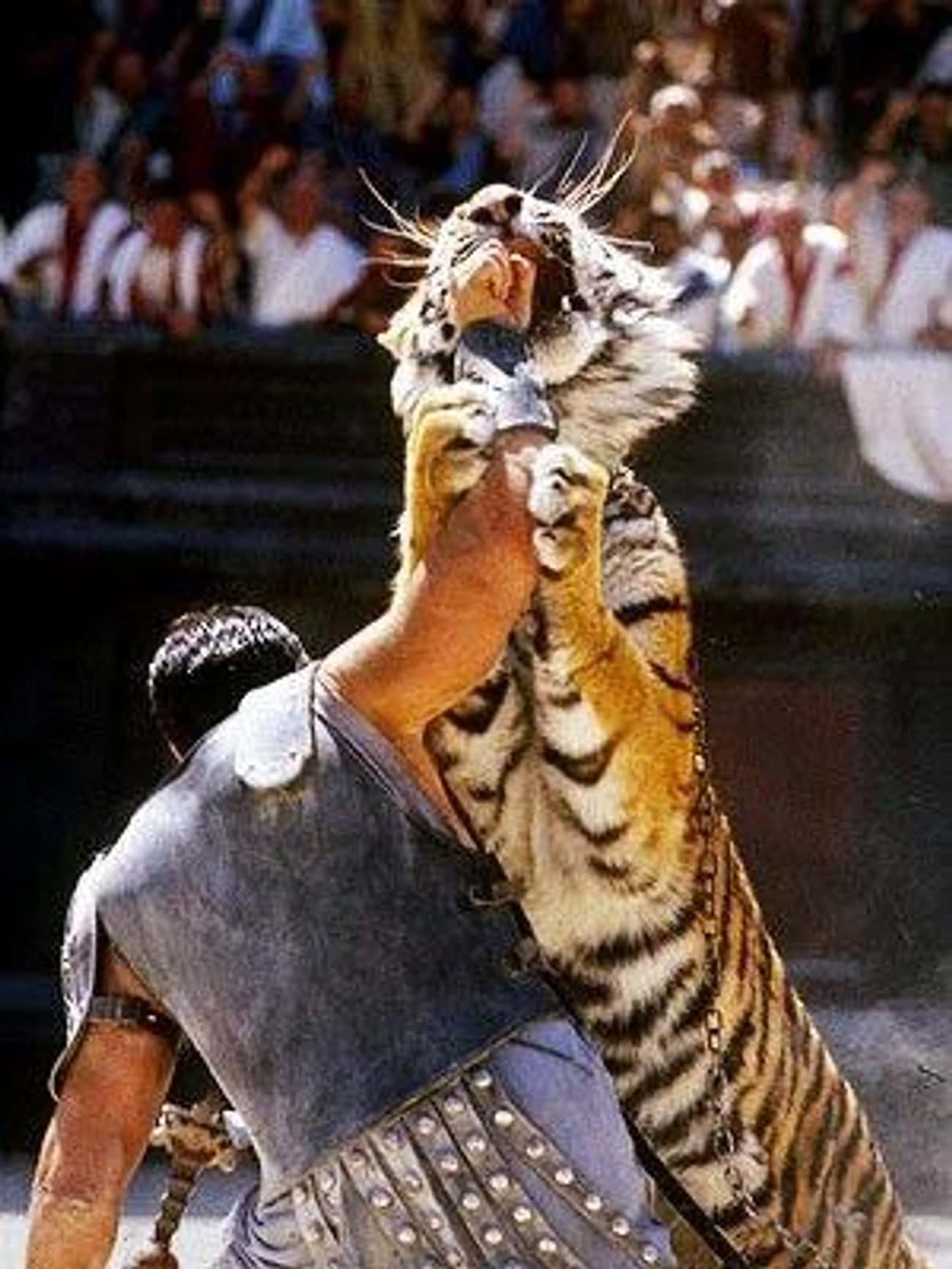 Гладиатор львов. Тигр Гальский Гладиатор. Гладиатор против тигра.