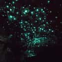 Glow-Worm Caves Tamborine Mountain on Random Real Landscapes That Look Like They're From Another Planet