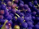 Grape on Random Most Delicious Foods in World