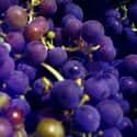 Grape on Random Most Delicious Foods in World