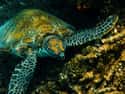 Great Barrier Reef on Random Best Scuba Destinations In World