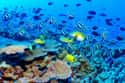 Great Barrier Reef on Random Top Travel Destinations in the World