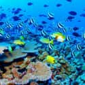 Great Barrier Reef on Random Top Travel Destinations in the World