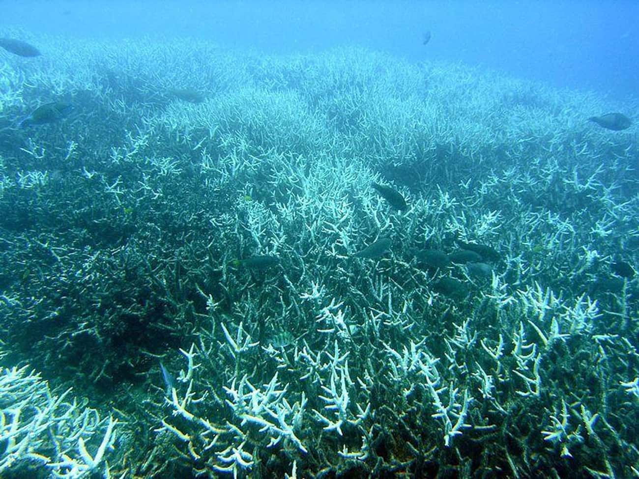 The Great Barrier Reef Is Struggling To Survive
