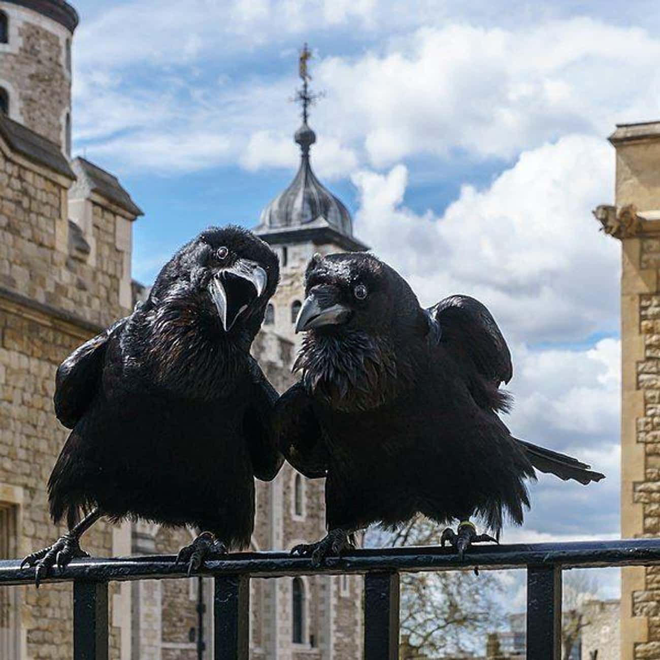 Ravens Are Kept At The Tower Of London Because Without Them, It’s Believed Britain Will Fall 