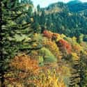 Great Smoky Mountains National Park on Random Best National Parks in the USA