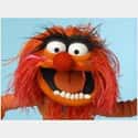 Animal on Random Most Interesting Muppet Show Characters