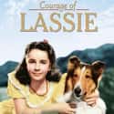 Courage of Lassie on Random Greatest Dog Movies