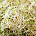 Alfalfa sprouts on Random Best Burger Toppings