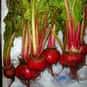Beet Greens is listed (or ranked) 19 on the list High Fiber Foods | Fiber For A Healthy Diet