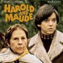 1971   Harold and Maude is a 1971 American romantic dark comedy directed by Hal Ashby and released by Paramount Pictures.